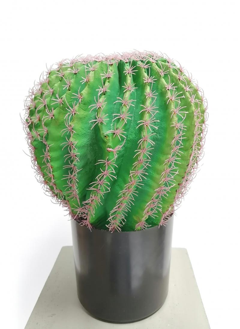 Großer Kaktus in rundem Topf