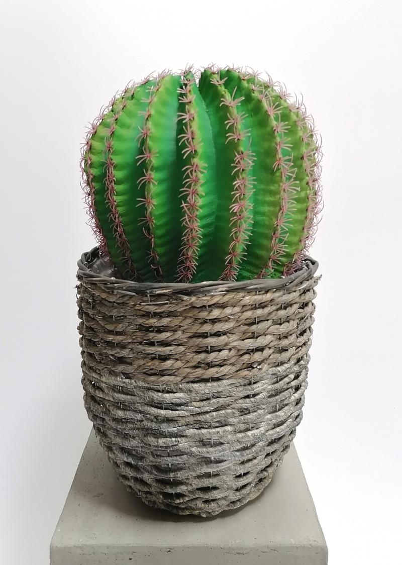 Großer Kaktus in rundem Topf