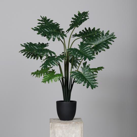 Philodendron Pflanze im schwarzen Kunststofftopf